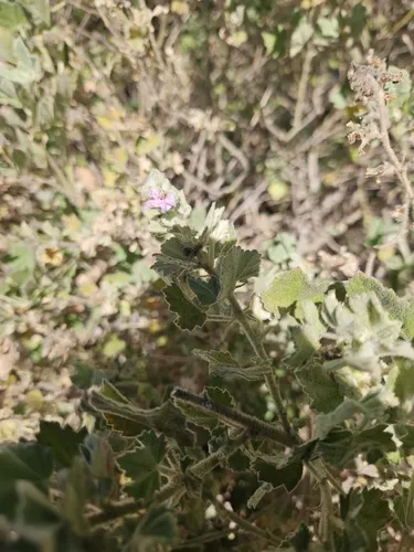 San Clemente Island Bushmallow — photo by batesbird