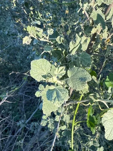 Davidson's Bushmallow