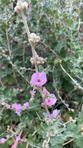 Mendocino Bushmallow