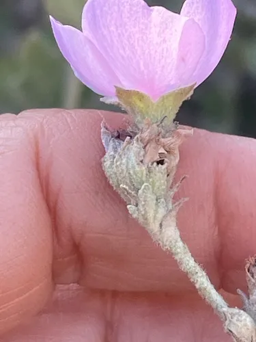 Monarch Bushmallow
