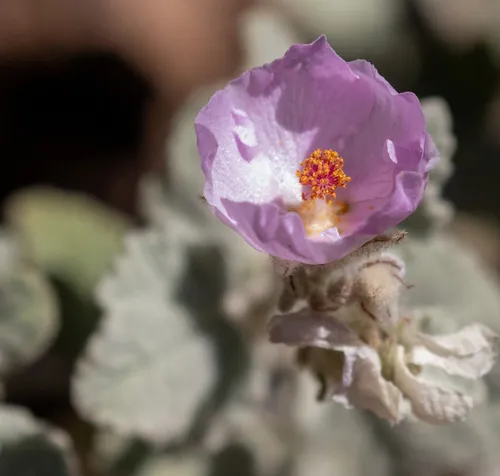 Fremon's Bushmallow