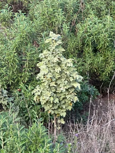Palmer's Bushmallow