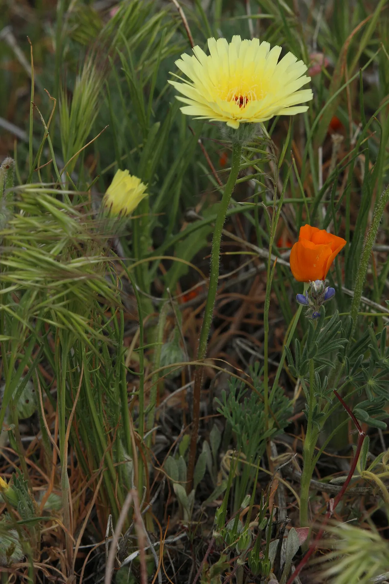 California Desertdandelion