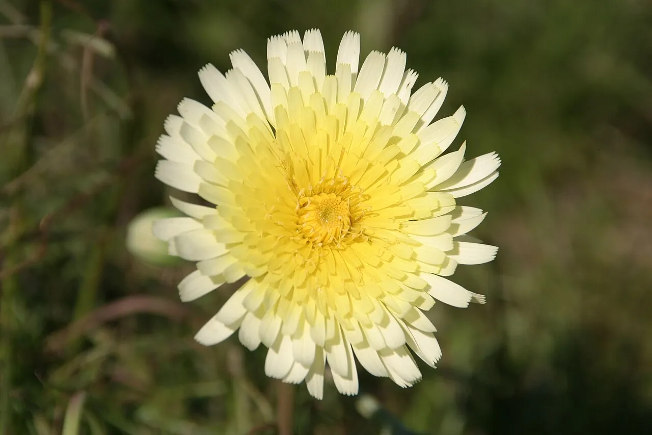 Woolly Desertdandelion — photo by Joe Decruyenaere