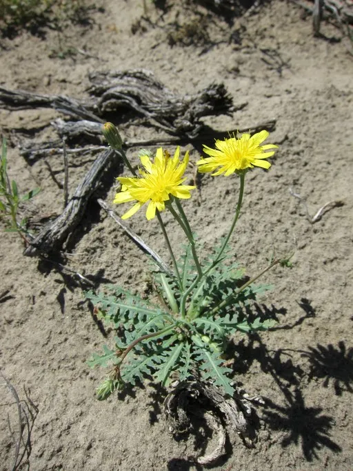Sowthistle Desertdandelion — photo by Mary Winter
