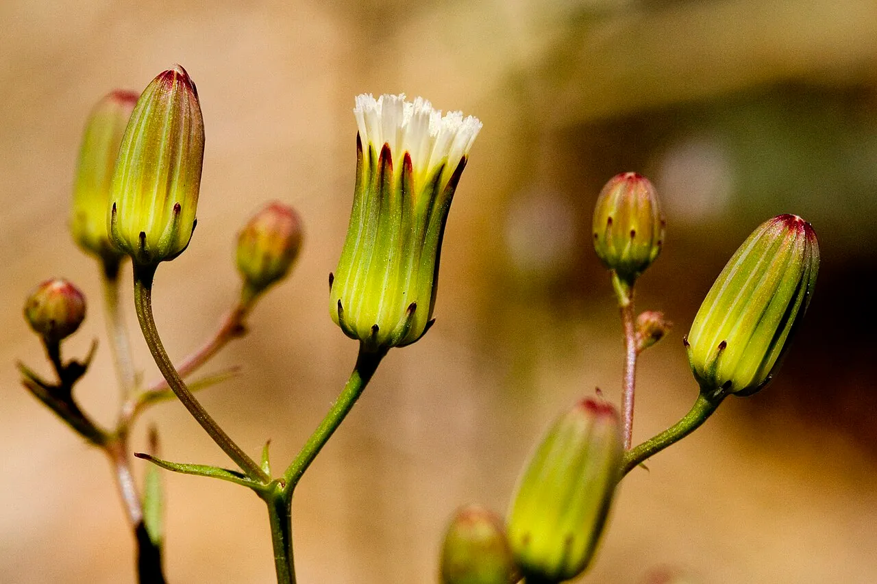 Stebbins' Desertdandelion — photo by Patrick Alexander from Las Cruces, NM