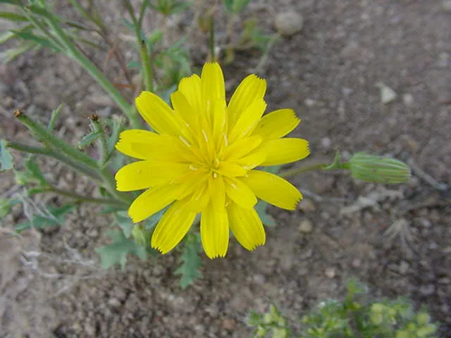 Torrey's Desertdandelion — photo by Thayne Tuason
