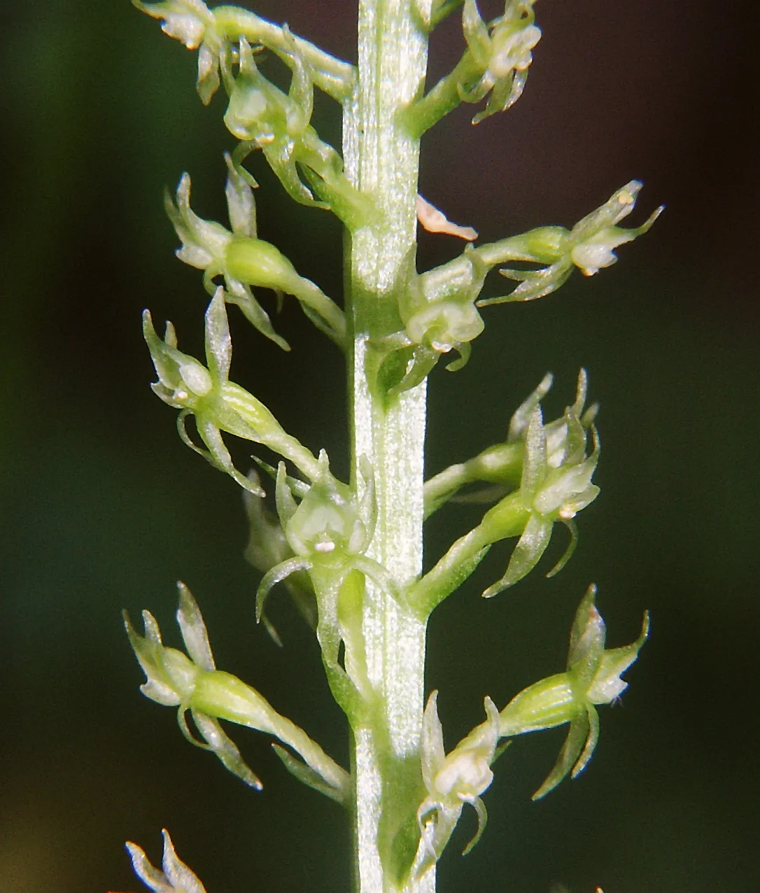 Adder's-mouth Orchid