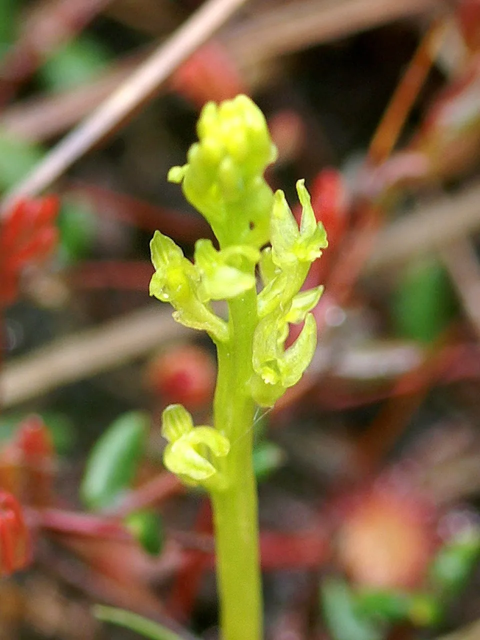Bog Adder's-mouth Orchid