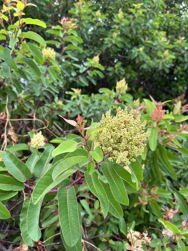 Laurel Sumac — photo by robbybug