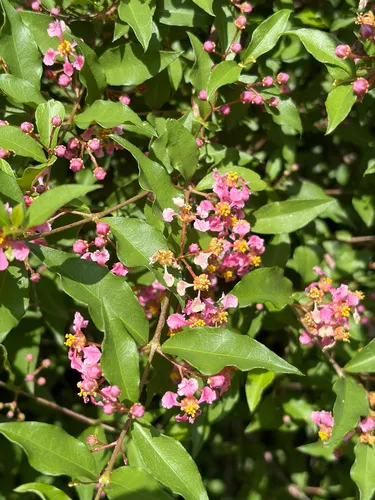 Wild Crapemyrtle