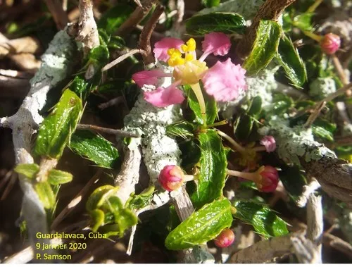 Bristly Stingingbush