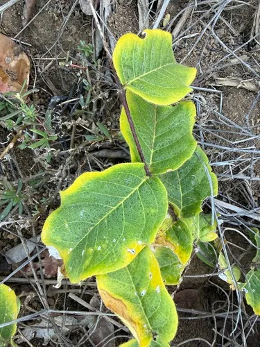Woodbury's Stingingbush