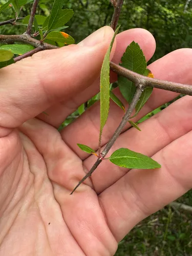 Southern Crab Apple