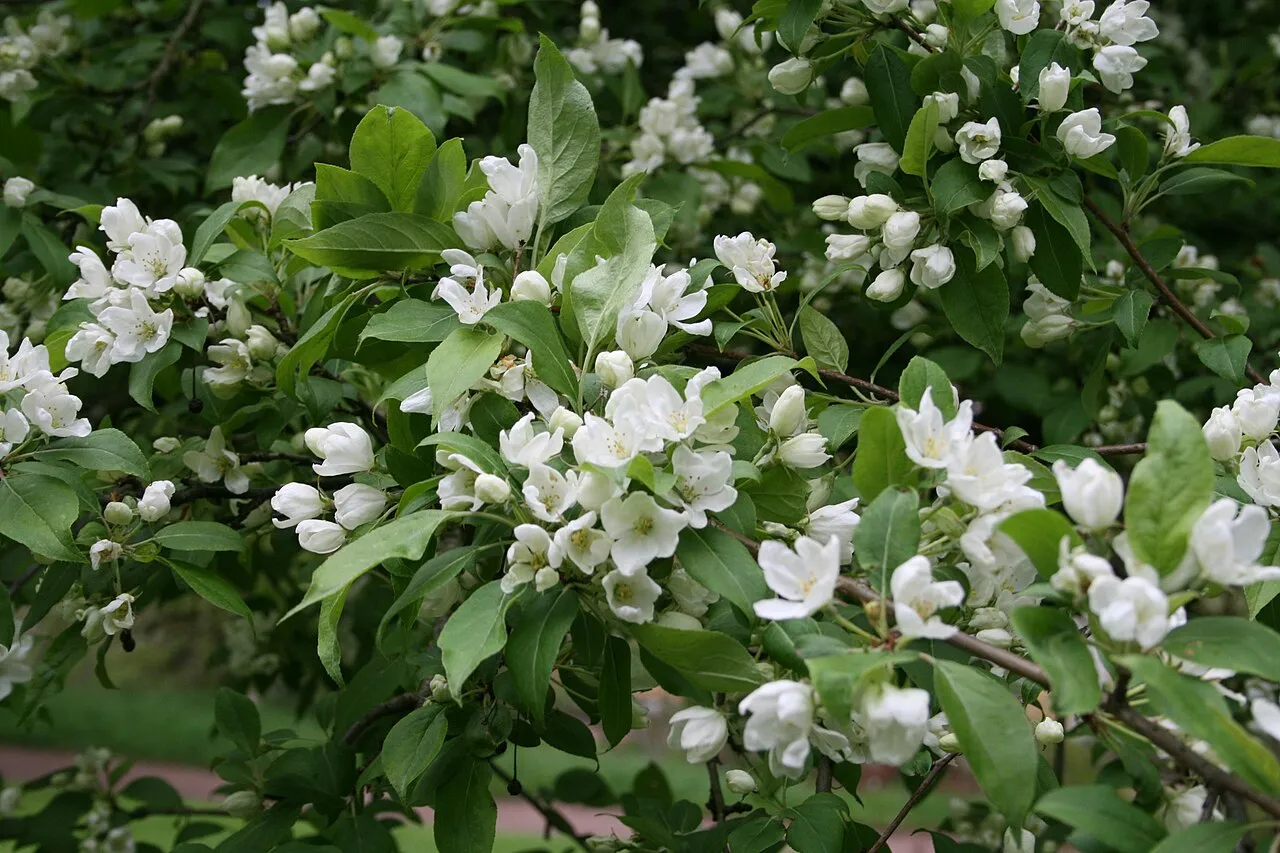 Siberian Crab Apple (var. baccata) — photo by Ulf Eliasson