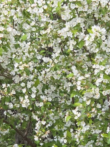 Siberian Crab Apple — photo by Mackenzie Goldthwait