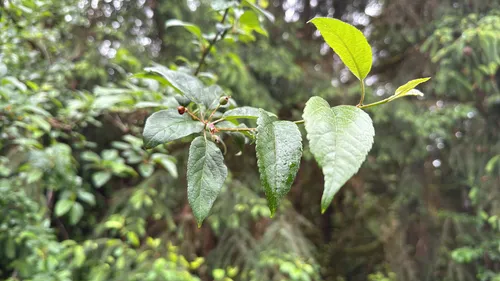 Oregon Crab Apple