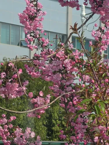 Hall Crab Apple — photo by 이제희