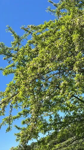 Chinese Crab Apple