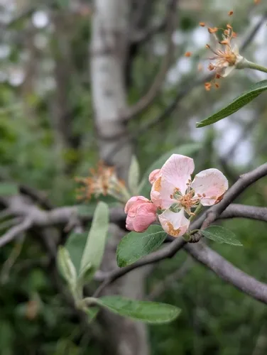 Prairie Crab Apple