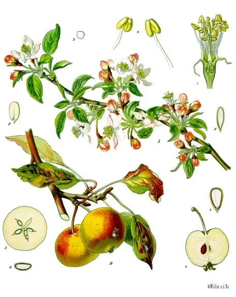 Paradise Apple — photo by Franz Eugen Köhler, Köhler's Medizinal-Pflanzen