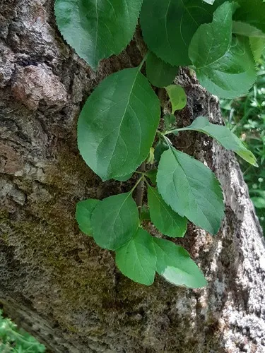 European Crab Apple — photo by Антон Хохлов