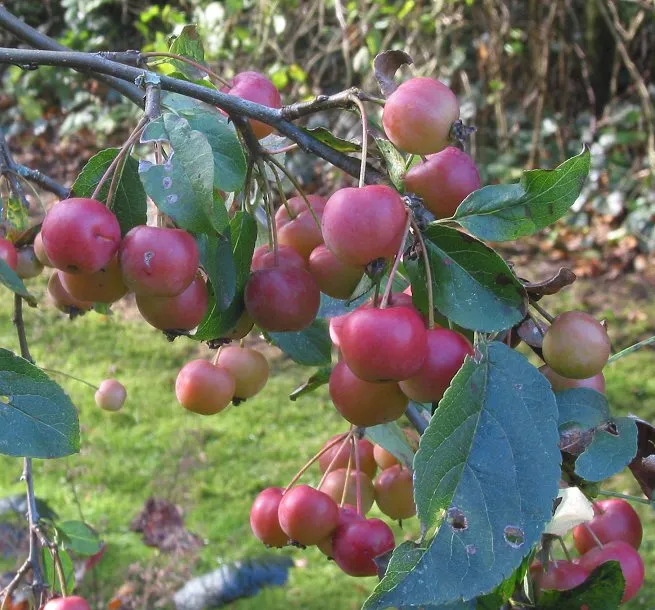 Siberian Crab Apple — photo by Rasbak at Dutch Wikipedia
