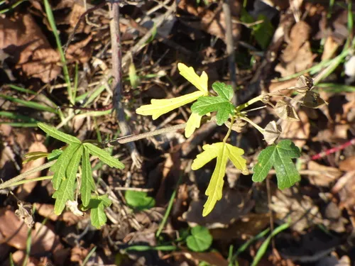 Vervain Mallow
