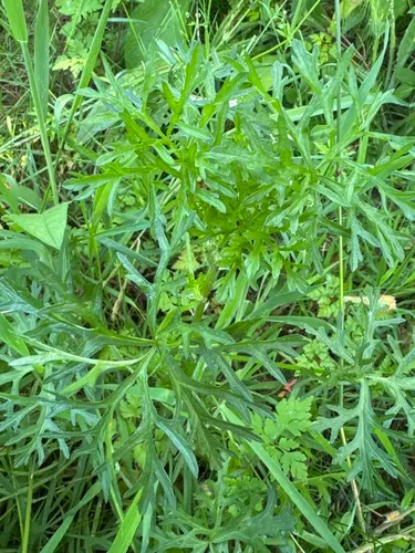 Musk Mallow