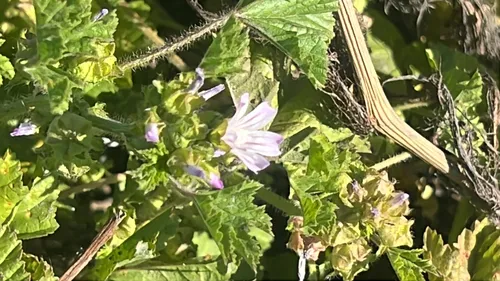 Bull Mallow