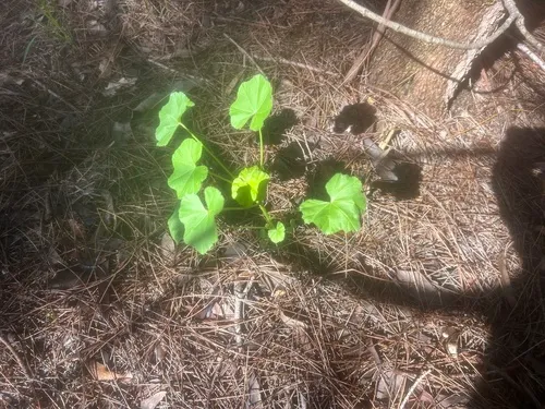 Cheeseweed Mallow
