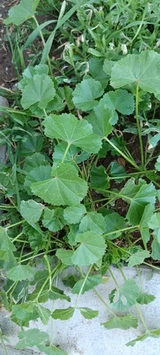 Low Mallow — photo by Юрій Бенгус
