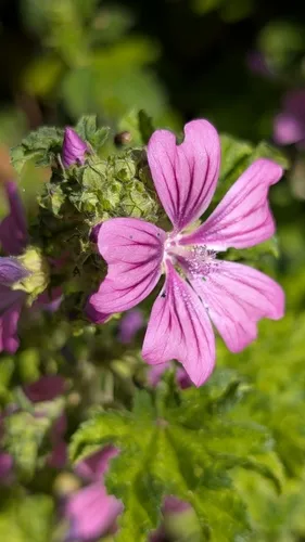 High Mallow
