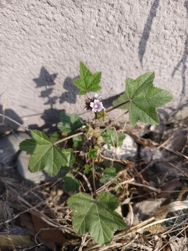 Cluster Mallow