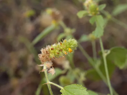 Indian Valley False Mallow