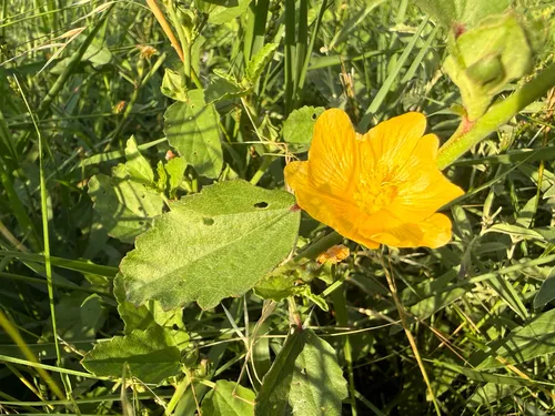Wright's False Mallow