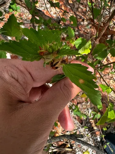 False Mallow