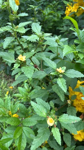 Threelobe False Mallow
