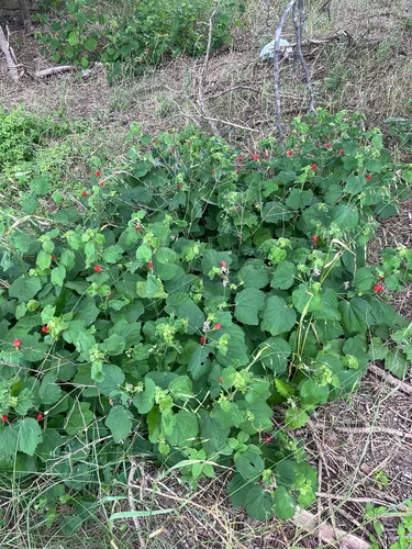 Wax Mallow