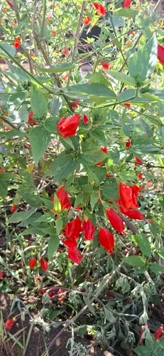 Mazapan