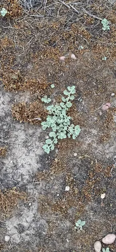 Alkali Mallow