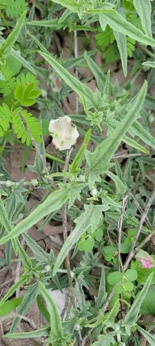 Arrowleaf Mallow