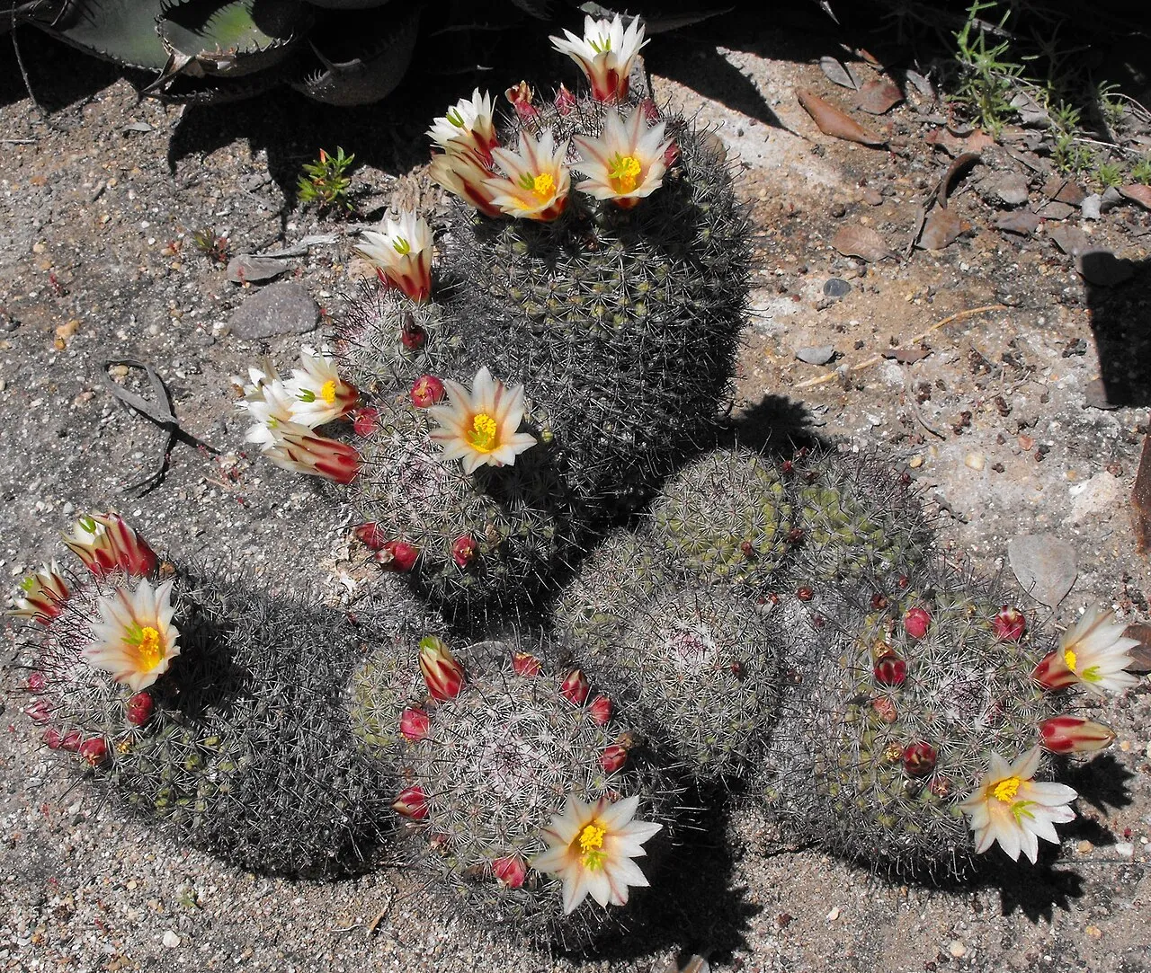 Strawberry Cactus — photo by Stickpen