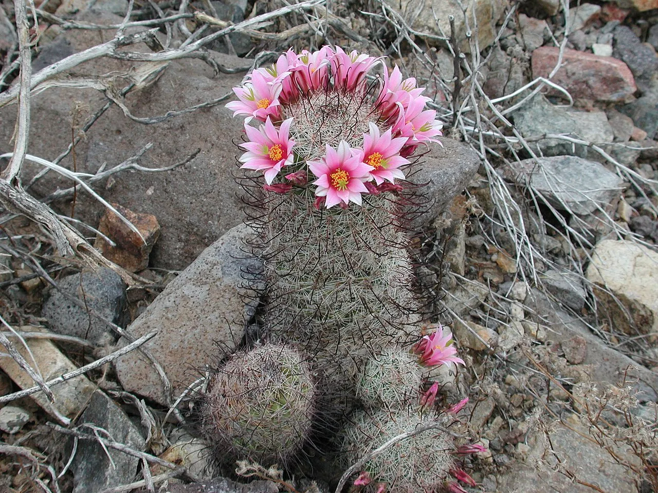 Graham's Nipple Cactus