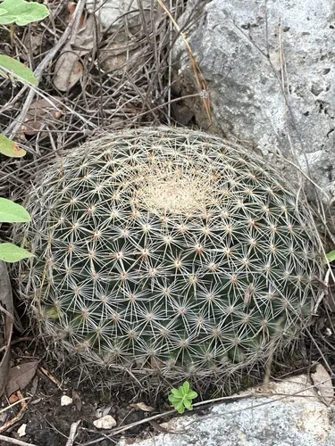 Little Nipple Cactus