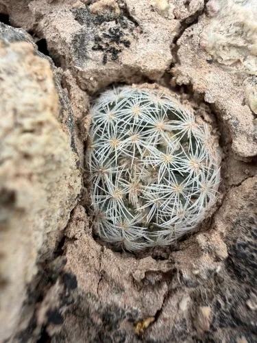 Lacespine Nipple Cactus