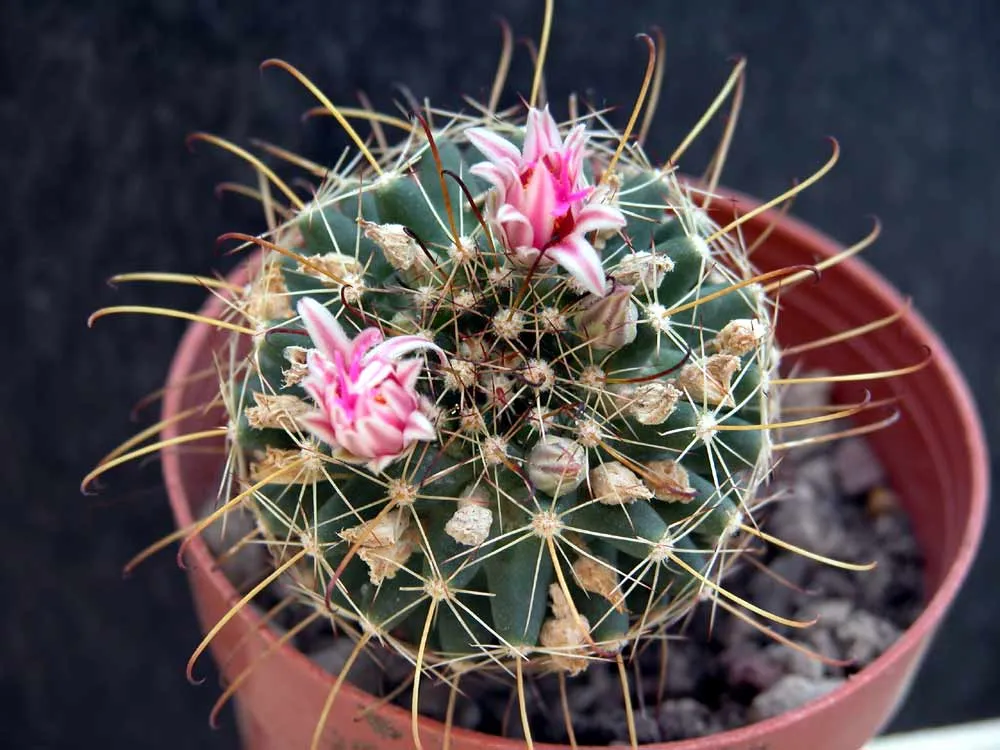 Counterclockwise Nipple Cactus