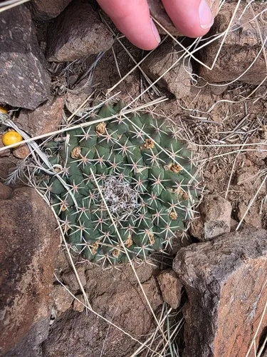 Little Nipple Cactus
