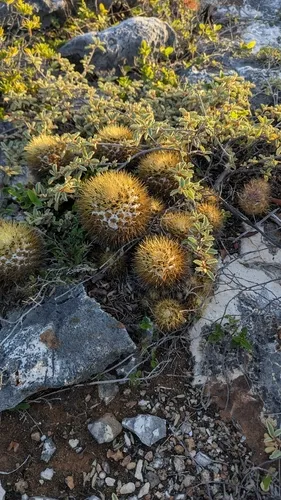 Woolly Nipple Cactus — photo by Neil Alderson