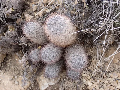 Rat-tail Nipple Cactus — photo by Moses J. Michelsohn